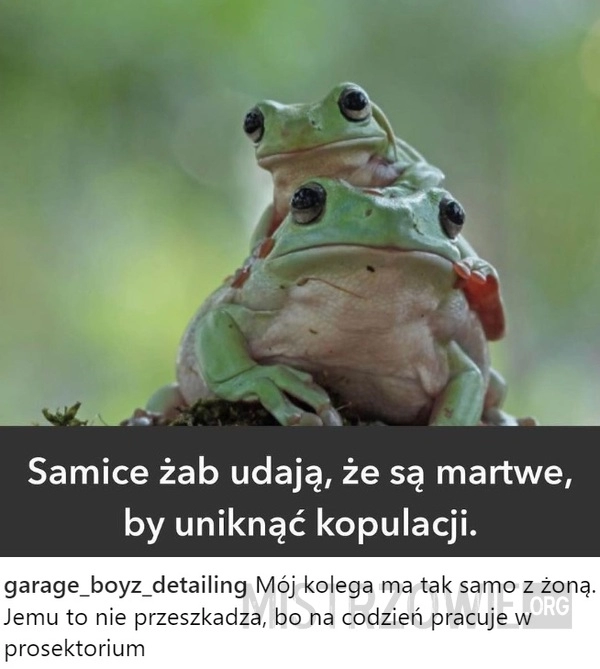 
    Żaby