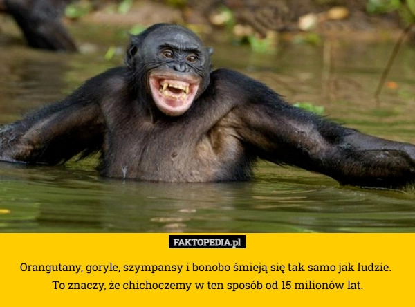 
    Orangutany, goryle, szympansy i bonobo śmieją się tak samo jak ludzie.