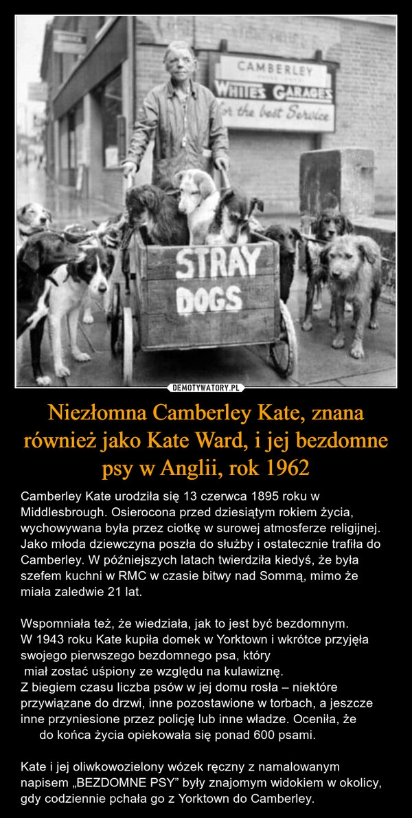 
    Niezłomna Camberley Kate, znana również jako Kate Ward, i jej bezdomne psy w Anglii, rok 1962