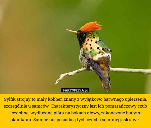 
    Sylfik strojny to mały koliber, znany z wyjątkowo barwnego upierzenia, szczególnie