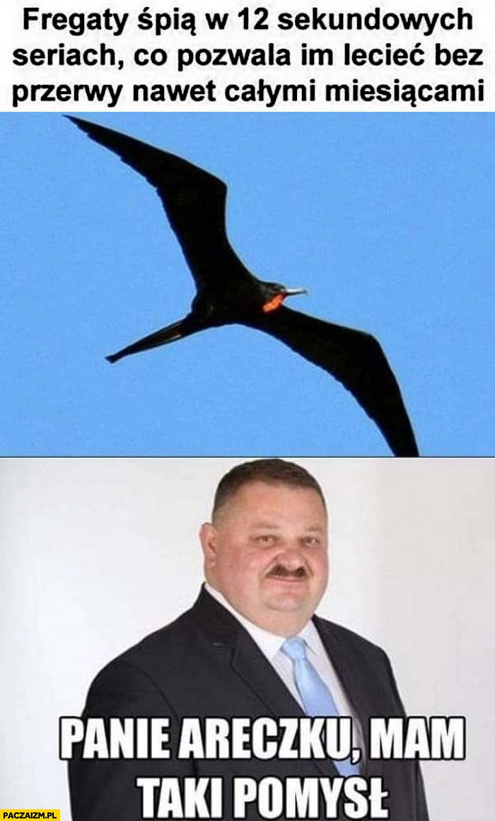 
    Fregaty śpią w 12 sekundowych seriach co pozwala im lecieć bez przerwy nawet całymi miesiącami Janusz alfa panie Areczku mam taki pomysł