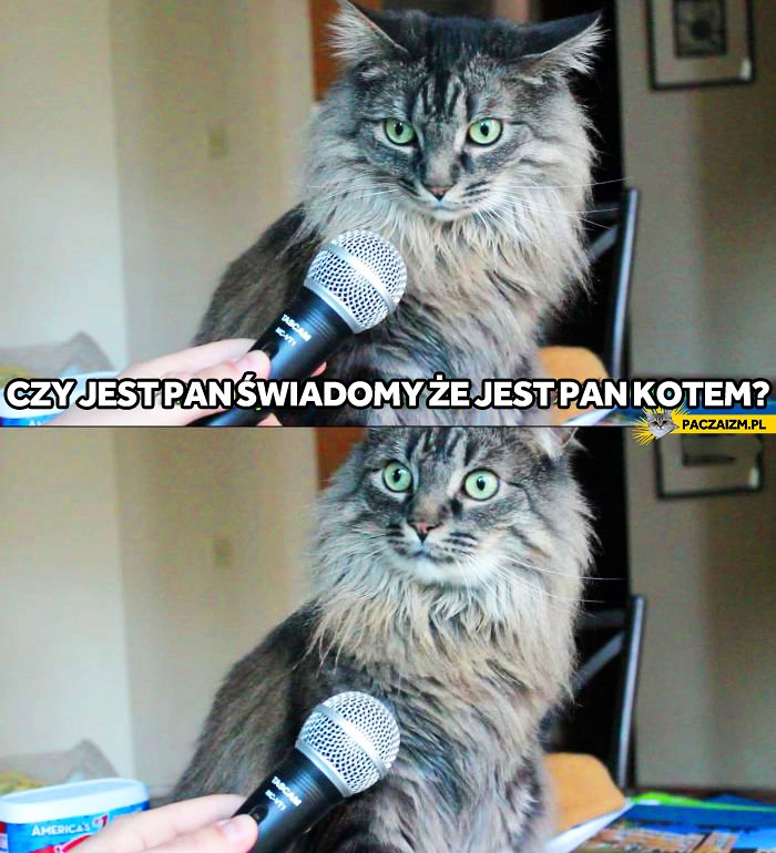 
    Czy jest Pan świadomy, że jest Pan kotem?