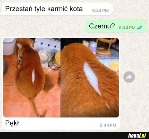
    Nakarmiony kot