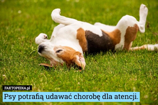 
    Psy potrafią udawać chorobę dla atencji.