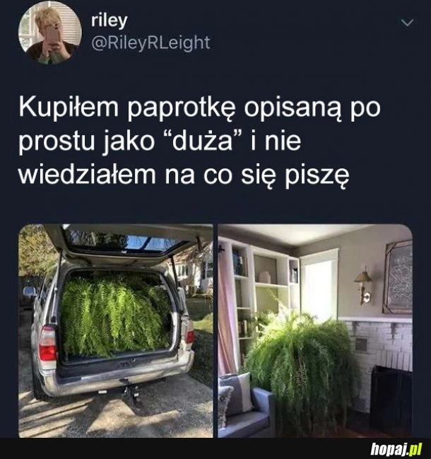 
    Paprotka