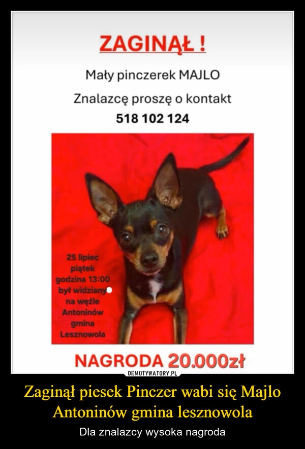 
    Zaginął piesek Pinczer wabi się Majlo Antoninów gmina lesznowola