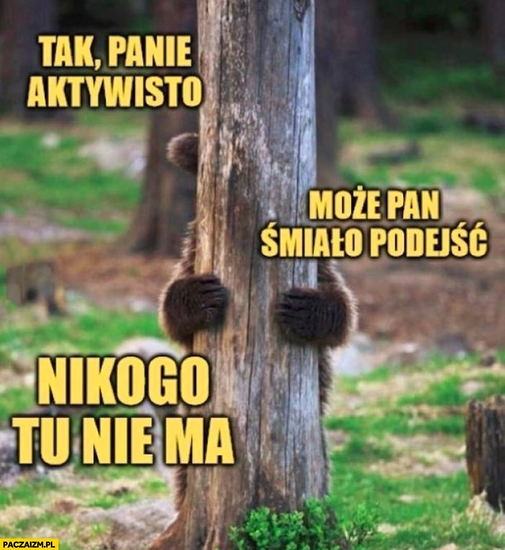 
    Niedźwiedź niedźwiadek za drzewem tak panie aktywisto może pan śmiało podejść nikogo tu nie ma