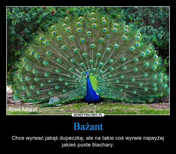 
    Bażant