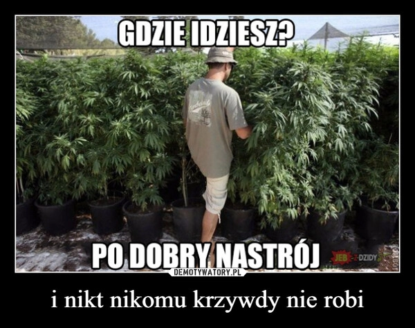 
    i nikt nikomu krzywdy nie robi