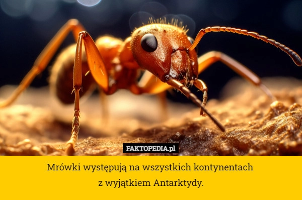 
    Mrówki występują na wszystkich kontynentach 
z wyjątkiem Antarktydy.