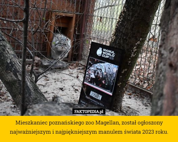 
    Mieszkaniec poznańskiego zoo Magellan, został ogłoszony najważniejszym i