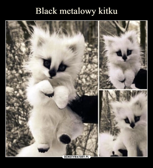 
    Black metalowy kitku