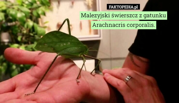 
    Malezyjski świerszcz z gatunku Arachnacris corporalis.