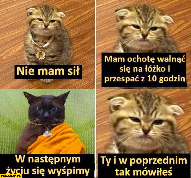 
    Kot nie mam sił, chcę się walnąć na łózko i spać 10 godzin, kot dalajlama w następnym życiu się wyśpimy, ty i w poprzednim tak mówiłeś