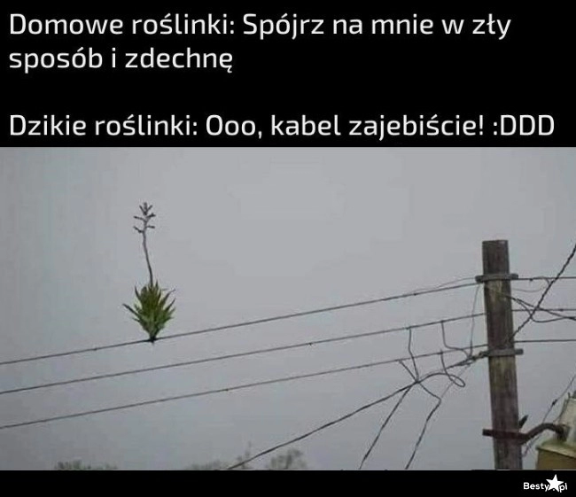 
    Dzikie roślinki 