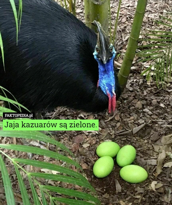 
    Jaja kazuarów są zielone.