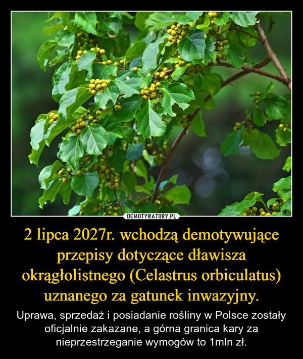 
    2 lipca 2027r. wchodzą demotywujące przepisy dotyczące dławisza okrągłolistnego (Celastrus orbiculatus) uznanego za gatunek inwazyjny.