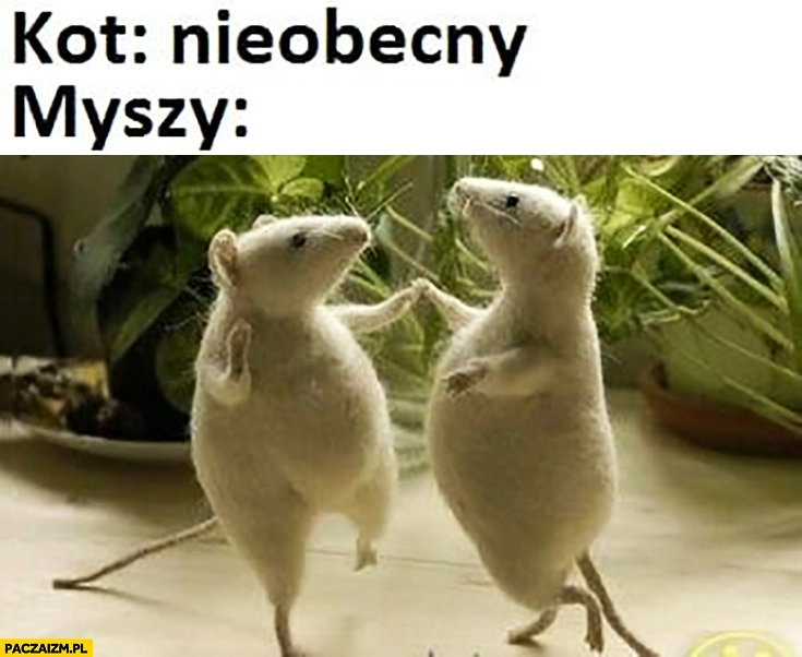 
    Kot nieobecny myszy tańczą kiedy kota nie ma myszy harcują powiedzenie