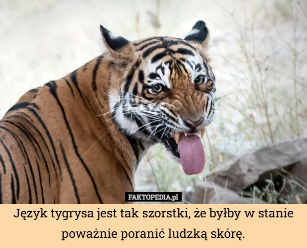 
    Język tygrysa jest tak szorstki, że byłby w stanie poważnie poranić ludzką