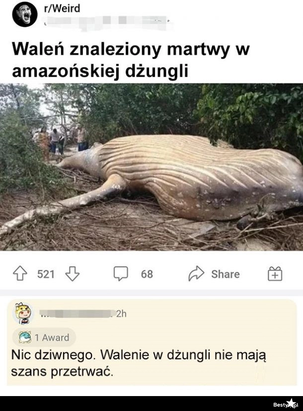 
    Martwy waleń w amazońskiej dżungli 