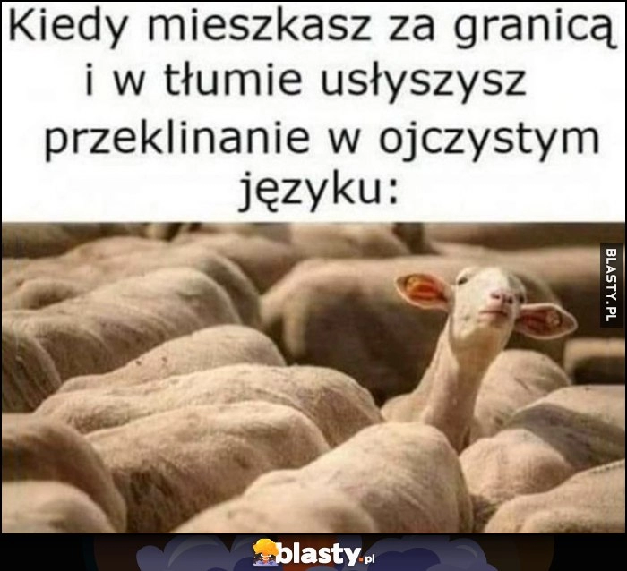 
    Kiedy mieszkasz za granicą i w tłumie usłyszysz przeklinanie w ojczystym języku owca wychyla się