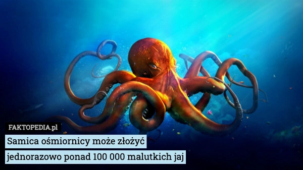 
    Samica ośmiornicy może złożyć
jednorazowo ponad 100 000 malutkich jaj
