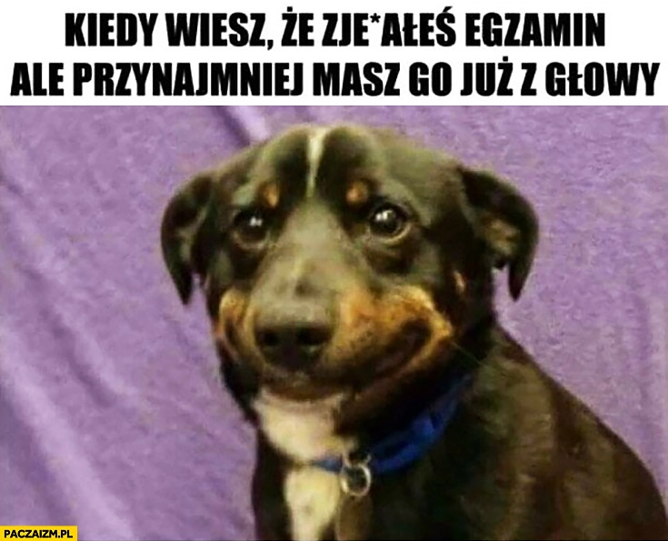 
    Kiedy wiesz, że zawaliłeś egzamin ale przynajmniej masz go już z głowy. Pies dziwna mina