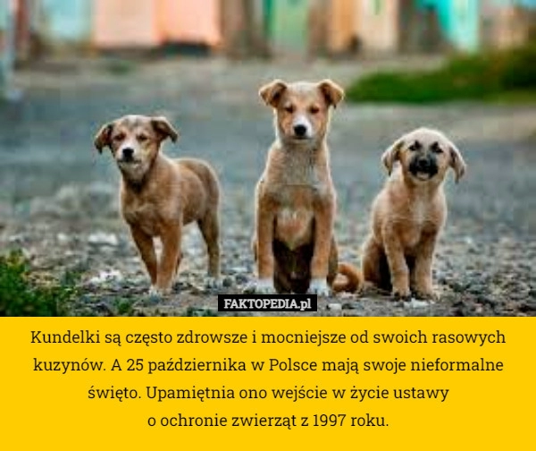 
    Kundelki są często zdrowsze i mocniejsze od swoich rasowych kuzynów. A 25