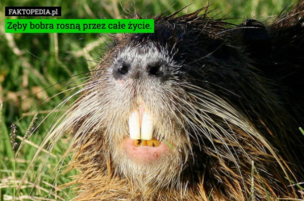 
    Zęby bobra rosną przez całe życie.