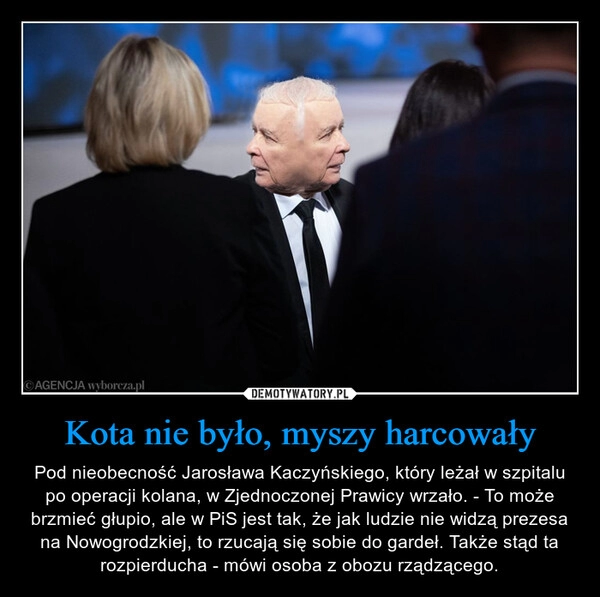 
    Kota nie było, myszy harcowały 