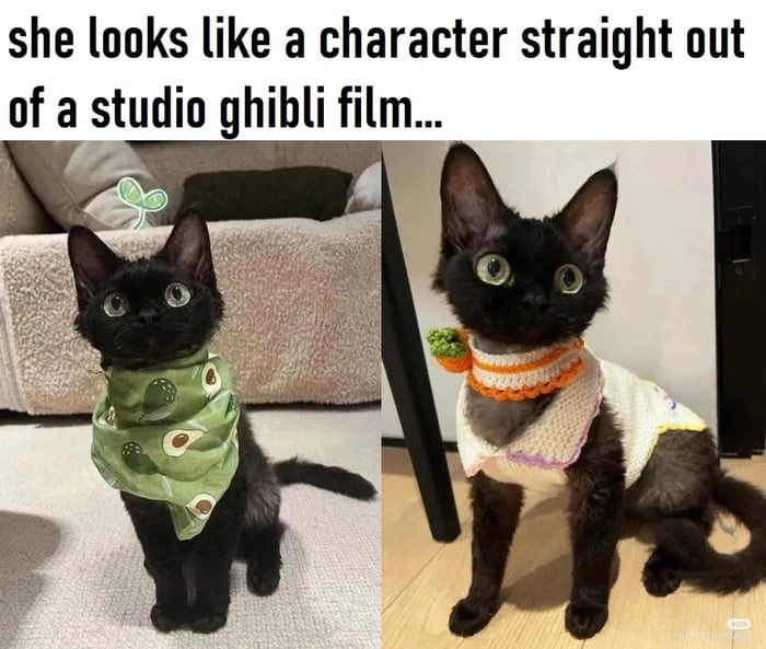 
    Jiji sends its regards...
