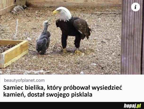 
    Zasłużył