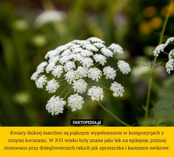 
    Kwiaty dzikiej marchwi są pięknym wypełnieniem w kompozycjach z innymi kwiatami.