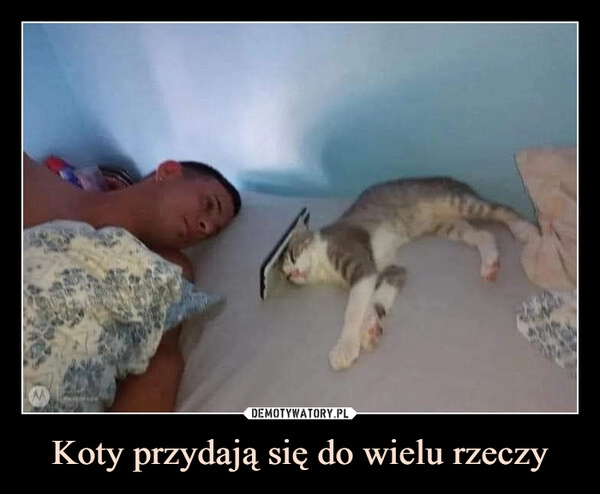 
    Koty przydają się do wielu rzeczy 