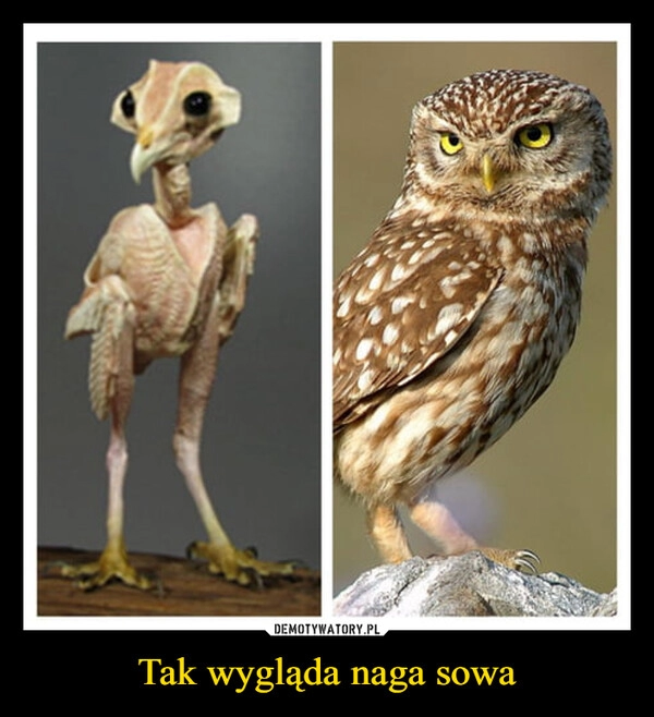 
    Tak wygląda naga sowa