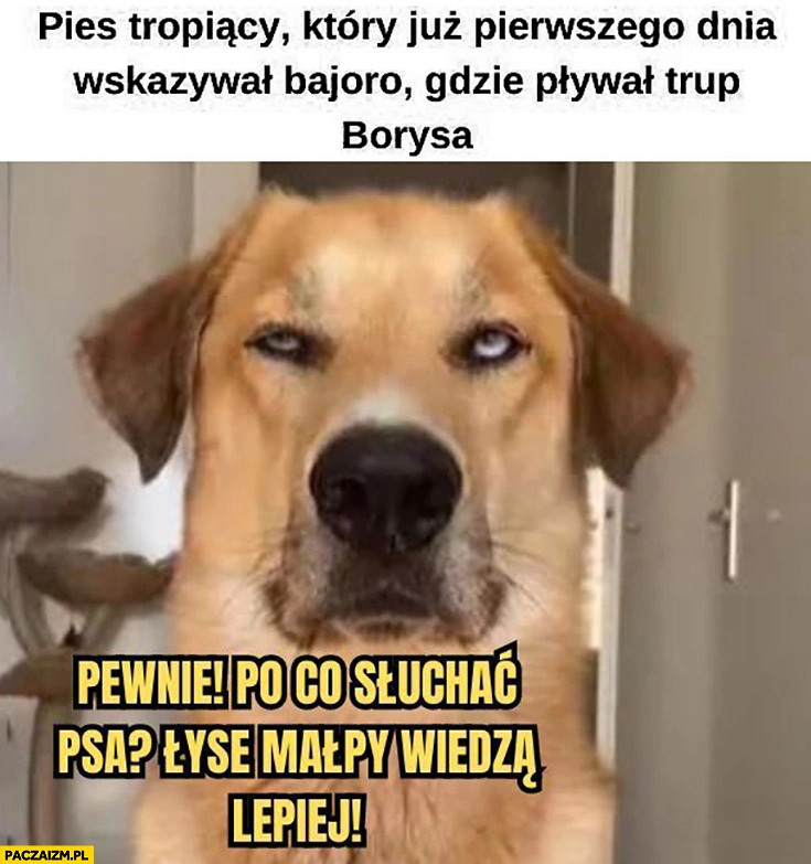 
    Pies tropiący który już pierwszego dnia wskazywał bajoro gdzie pływał trup Borysa reakcja pewnie po co słuchać psa łyse małpy wiedzą lepiej