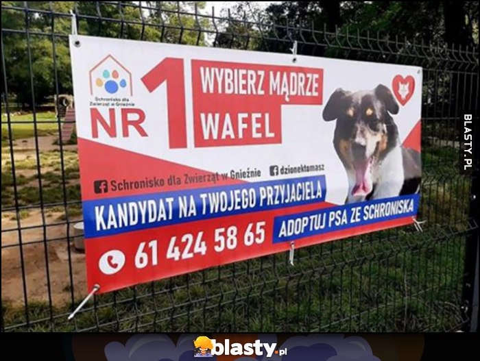 
    Kreatywny plakat wyborczy pies ze schroniska kandydat na Twojego przyjaciela