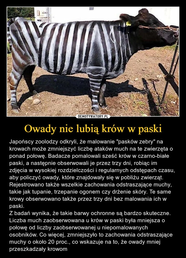 
    Owady nie lubią krów w paski