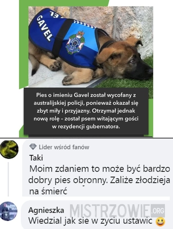 
    Pies policyjny