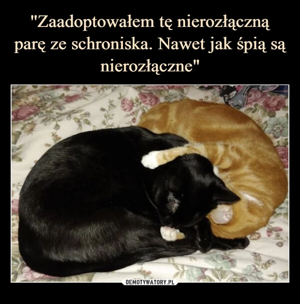 
    ''Zaadoptowałem tę nierozłączną parę ze schroniska. Nawet jak śpią są nierozłączne"