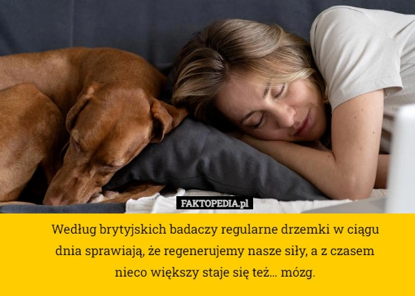 
    Według brytyjskich badaczy regularne drzemki w ciągu dnia sprawiają, że