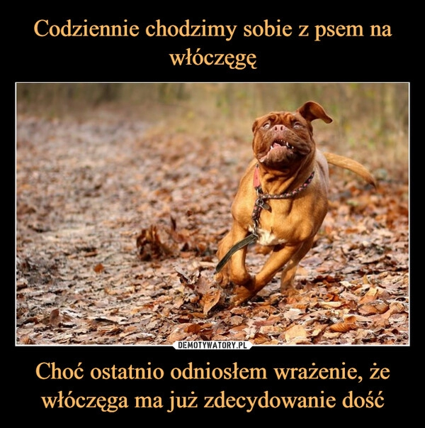 
    Codziennie chodzimy sobie z psem na włóczęgę Choć ostatnio odniosłem wrażenie, że włóczęga ma już zdecydowanie dość