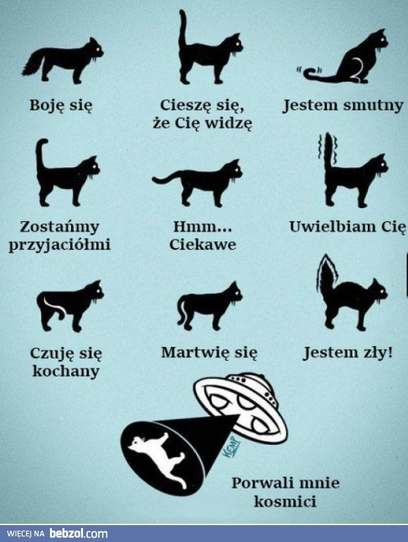 
    Koci słownik