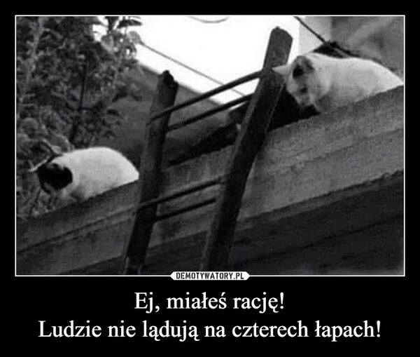 
    Ej, miałeś rację!
Ludzie nie lądują na czterech łapach!