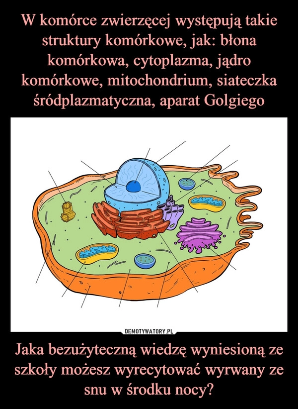 
    W komórce zwierzęcej występują takie struktury komórkowe, jak: błona komórkowa, cytoplazma, jądro komórkowe, mitochondrium, siateczka śródplazmatyczna, aparat Golgiego Jaka bezużyteczną wiedzę wyniesioną ze szkoły możesz wyrecytować wyrwany ze snu w środku nocy?