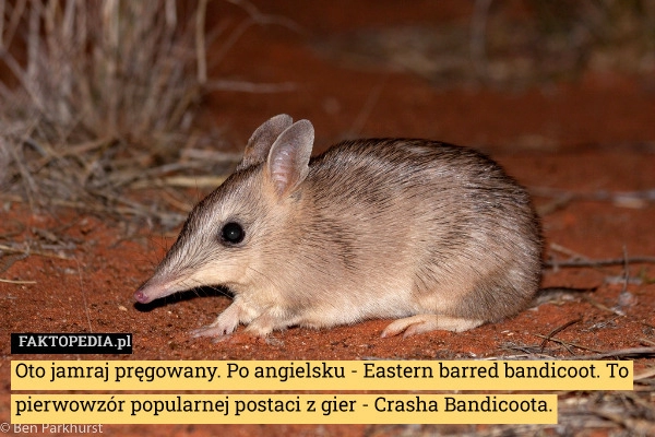 
    Oto jamraj pręgowany. Po angielsku - Eastern barred bandicoot. To pierwowzór