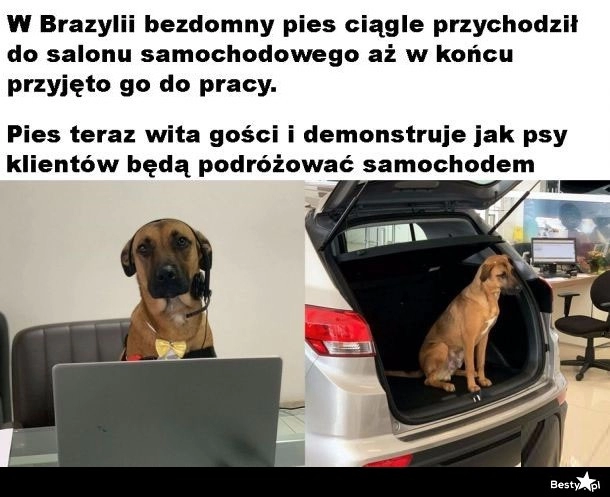 
    Pies przyjęty do pracy 