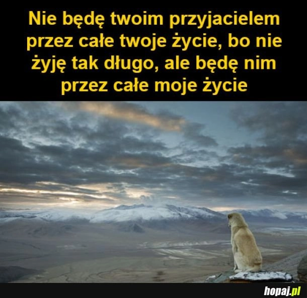 
    Przyjaciel na całe życie