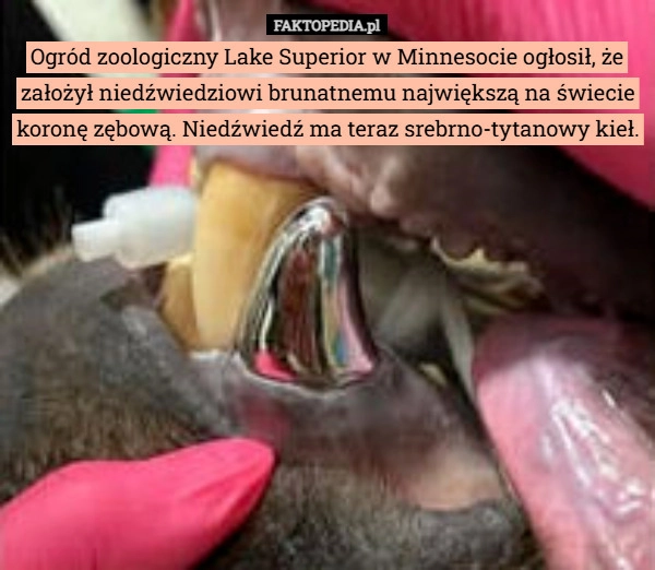 
    Ogród zoologiczny Lake Superior w Minnesocie ogłosił, że założył niedźwiedziowi