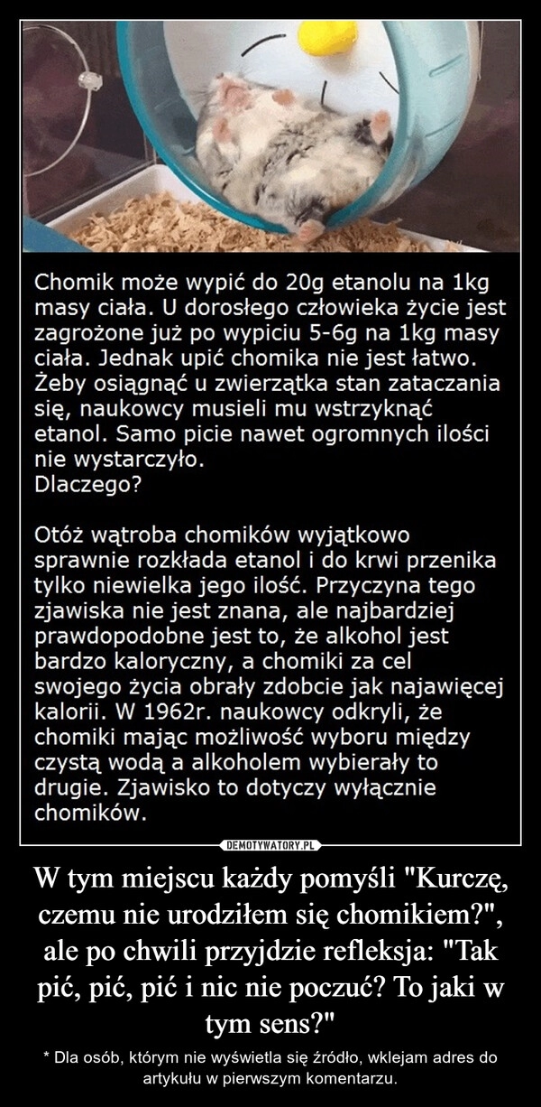 
    W tym miejscu każdy pomyśli "Kurczę, czemu nie urodziłem się chomikiem?", ale po chwili przyjdzie refleksja: "Tak pić, pić, pić i nic nie poczuć? To jaki w tym sens?"